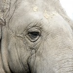gammelhanelefant